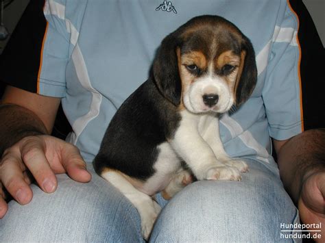 beagle english beagle foto  hundundde