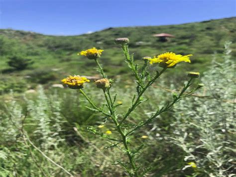 wildflowers alibates flint quarries national monument u s national