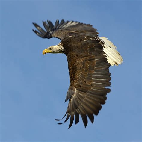 bald eagle  flight photograph  tony beck fine art america