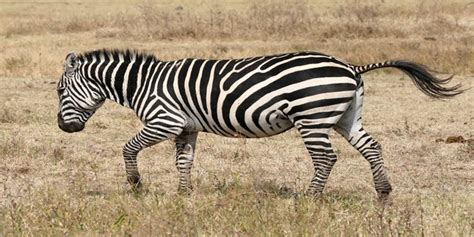 looks like we finally know why zebras have stripes