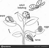 Kleurplaten Levenscyclus Opeenvolgende Ontwikkeling Fasen Stockillustratie Grasshopper Ladybug Volwassen Tot sketch template