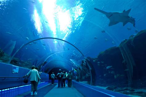 georgia aquarium aquarium atlanta