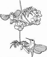 Nectar Hummingbirds Designlooter Berylline 728px 14kb sketch template