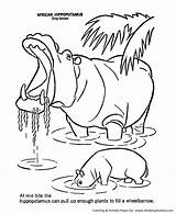 Hippo Coloring Pages Animals Wild Hippopotamus Animal Colouring Printable Drawing Yawning Kids Line Sheets Activity Color Adult Baby Jungle Sheet sketch template