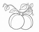 Albicocca Frutta sketch template