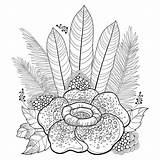 Rafflesia Outline Corpse Arnoldii Lily Palm sketch template