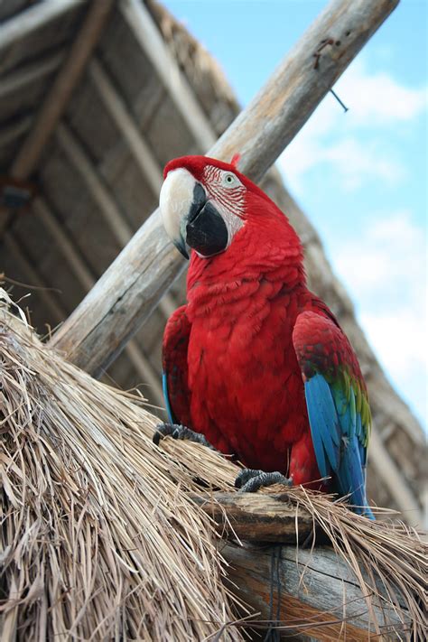 kostenloses foto papagei vogel tropische mexiko exotische rot