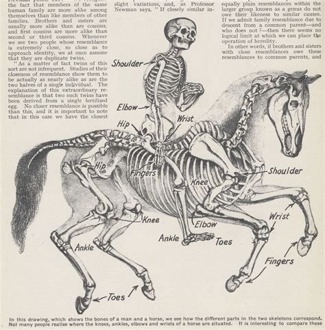 rider  horse skeleton visuals pinterest skeletons horse