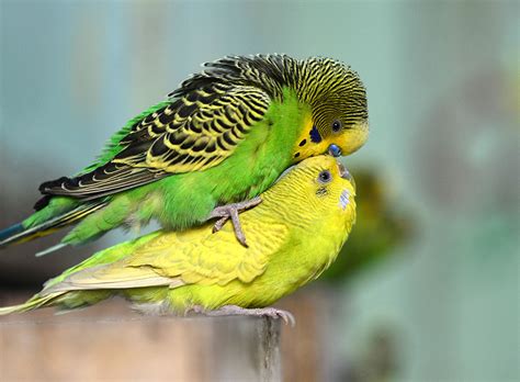 Budgie Courtship And Breeding Behaviour Nesting And Breeding Budgie