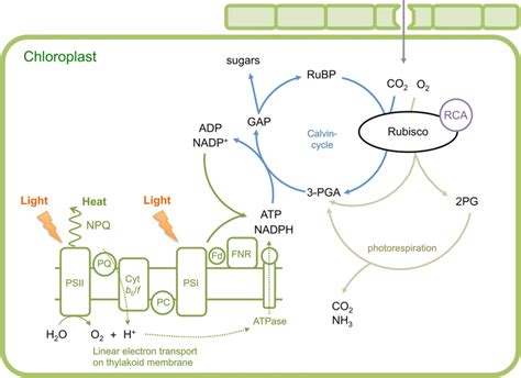 schematic illustration  photosynthesis reactions   plants  scientific diagram