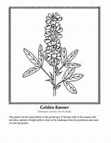 Coloring Pages Flowers Wild Wildflowers Popular sketch template