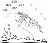 Shrimp Coloring Pages sketch template