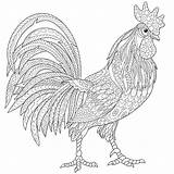 Rooster Coloring Adult Pages Outline Zentangle Stylized Chicken Drawing Cock Illustration Adults Sketch Stock Tattoo Cartoon Printable Vector Chickens Drawings sketch template