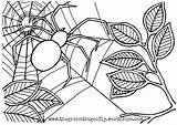 Coloring Pages Christmas Spiderman Spider Getdrawings sketch template