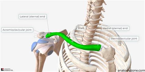 clavicle structures muscle attachments  model anatomyzone