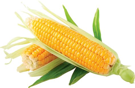 corn clip art   clipart images  clipartingcom