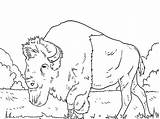 Coloring Buffalo Pages Getcolorings Bison sketch template