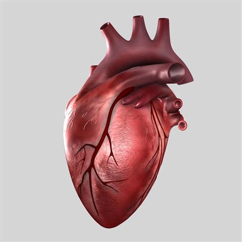 human heart images reverse search