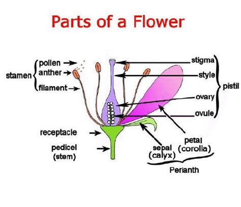 male  female flower parts  reproduction  flowering plants powerpoint  main
