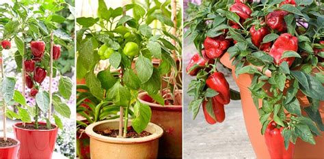 grow bell peppers  pots home design garden architecture