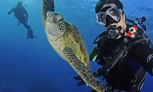 selfies under the sea diver captures amazing underwater photos of himself with sharks turtles