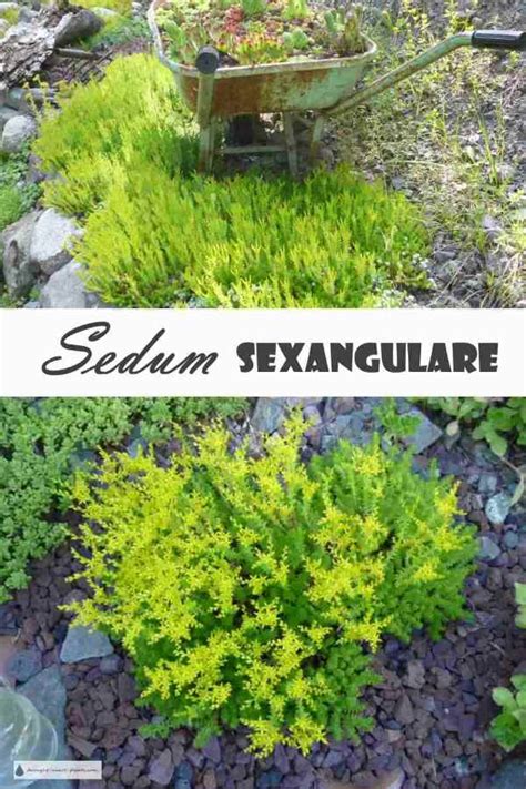 sedum sexangulare the six sided stonecrop