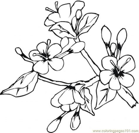 coloring pages flowers   coloring page food fruits cherries
