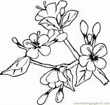 Coloring Flowers May Pages Printable Online Color Cherries Easter Spring Flower Blossom Cherry Supercoloring Fruits Food Colouring Drawing sketch template