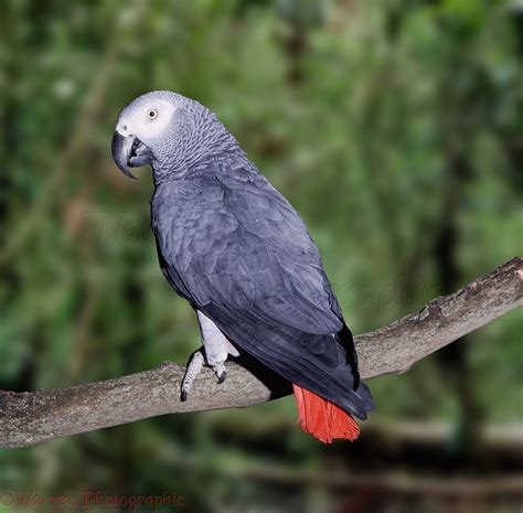 african grey parrot  rainforest photo wp