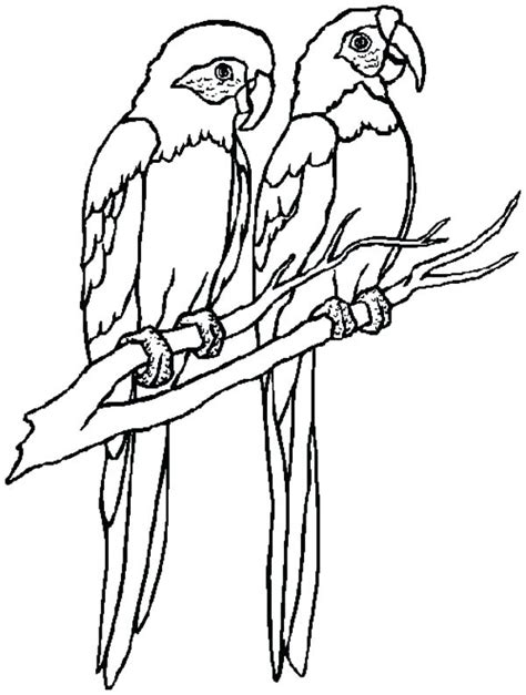 flying parrot drawing  getdrawings