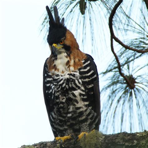 ornate hawk eagle dallas world aquarium