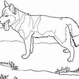 Dog Newfoundland Coloring Pages Getcolorings Getdrawings sketch template