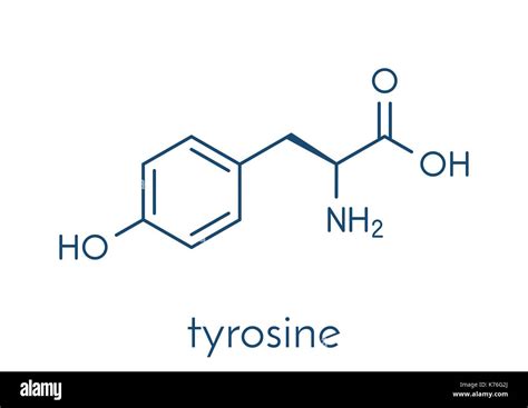 Tyrosine L Tyrosine Tyr Y Amino Acid Molecule Skeletal Formula