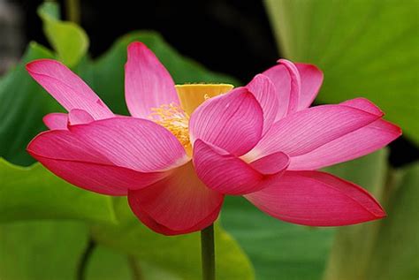 Beautiful Pink Flower Lotus