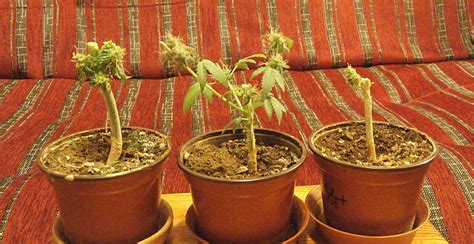 guide  autoflower pot size autoflowering cannabis blog