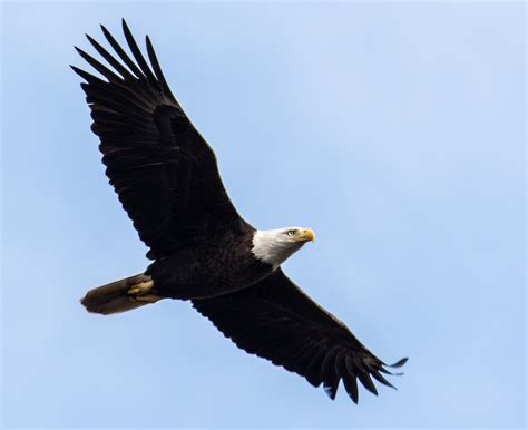 types  eagle species     pictures optics mag