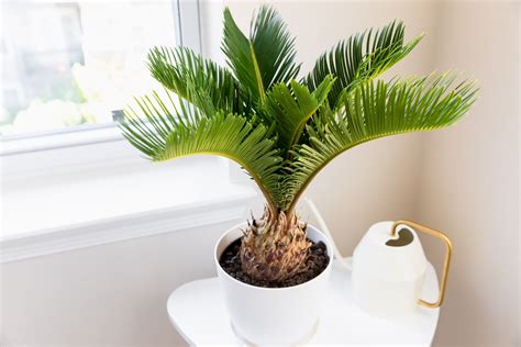 grow  care  sago palms palm plant indoor palm trees