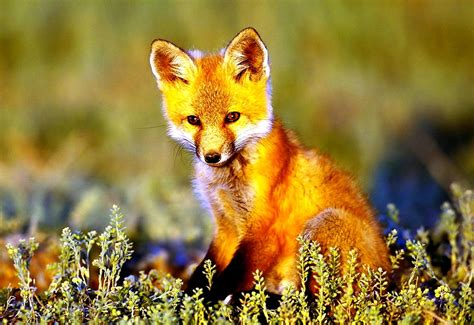 1600x900 Fox Red Fox Wildlife Wallpaper 🔥 Free Top Wallpapers
