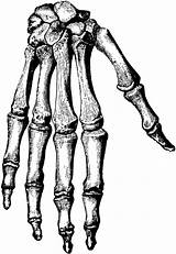 Hand Bones Bone Clipart Skeleton Drawing Hands Human Cliparts Leg Clip Tattoo Drawings Etc Gif Finger Anatomy Fist Library Usf sketch template