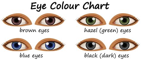 human eyes   colors human eye diagram human eye eye