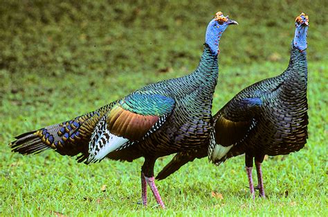 Ocellated Turkey Photo Gallery Be Your Own Birder