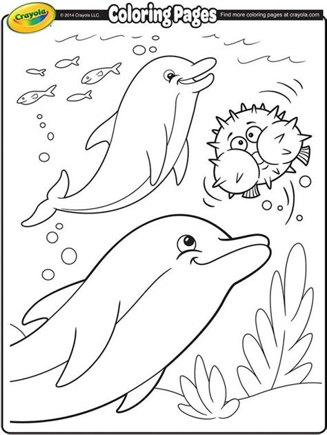 coloring pages whales  dolphins  wallpaper