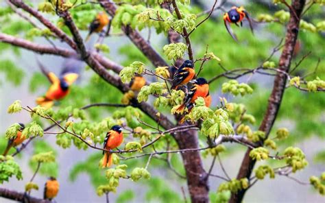 top  maryland birding experiences visitmarylandorg