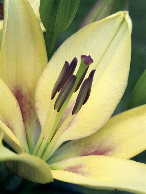 Asiatic Lily Lilium Sp Photograph By Power And Syred