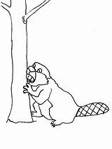 Ausmalbilder Colorat Beaver Biber Castor Animale Mewarnai Berang Castores Kleurplaten Bever Animalute 1622 Animierte Ausmalbild Bewegende Bergerak Animaties Gify Colorir sketch template