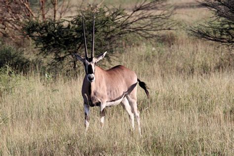 east african  beisa oryx oryx beisa zoochat