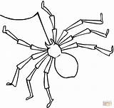 Ragno Spiders Oito Spinne Aranha Pata Spinnen Stampare Coloringbay Disegnare Kategorien sketch template