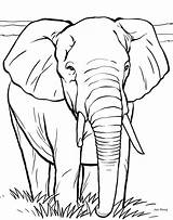 Elephant Drawing Pencil Animal Coloring Pages Kids Printing Book Color Getdrawings sketch template