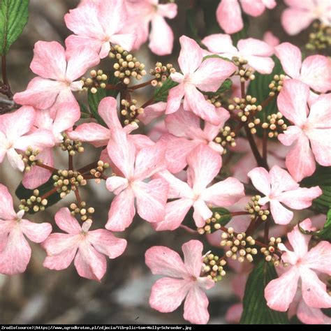 kalina japonska pink beauty viburnum plicatum pink beauty