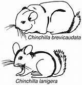 Chinchilla Coloring Color Pages Species Animals Getdrawings Drawing Animal Comparison sketch template